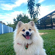 Tony is registered to the contest to win money with this photo: animal, blue_sky, canine, clouds, collar, dog, fluffy, garden, grass, happy, nature, outdoor, pet, pomeranian, sky, smiling, sunlight, tongue_out, tree, yard