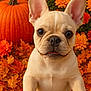 french_bulldog, puppy, dog, autumn, fall, pumpkin, orange_leaves, flowers, outdoor, cute, pet, animal, looking_up, close_up, nature, seasonal, leaf_litter, portrait, small_dog, playful