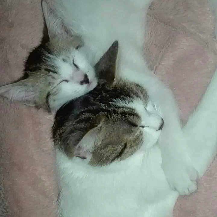 Bounti Et Chouky a rejoint le concours — aidez-le/la à gagner de superbes lots ! carnivore, cat, comfort, domestic_short_haired_cat, felidae, fur, grey, mammal, paw, small_to_medium_sized_cats, snout, tail, whiskers