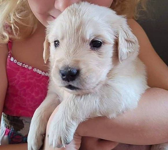 Lily participe au concours pour gagner de l'argent avec cette photo : canidae, carnivore, companion_dog, dog, dog_breed, ear, fawn, fur, happy, jewellery, paw, photography, puppy, puppy_love, snout, sporting_group, toy_dog, whiskers, working_animal