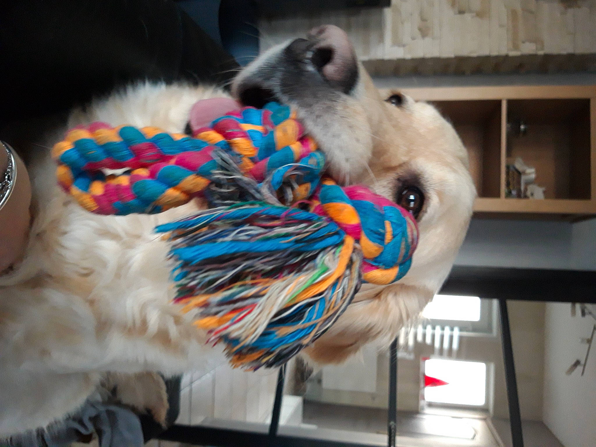 Lily a rejoint le concours — aidez-le/la à gagner de superbes lots ! art, canidae, companion_dog, dog_breed, fawn, feather, felidae, fur, kitchen_utensil, natural_material, plush, small_to_medium_sized_cats, snout, stuffed_toy, tableware, tail, terrestrial_animal, toy, whiskers, wool