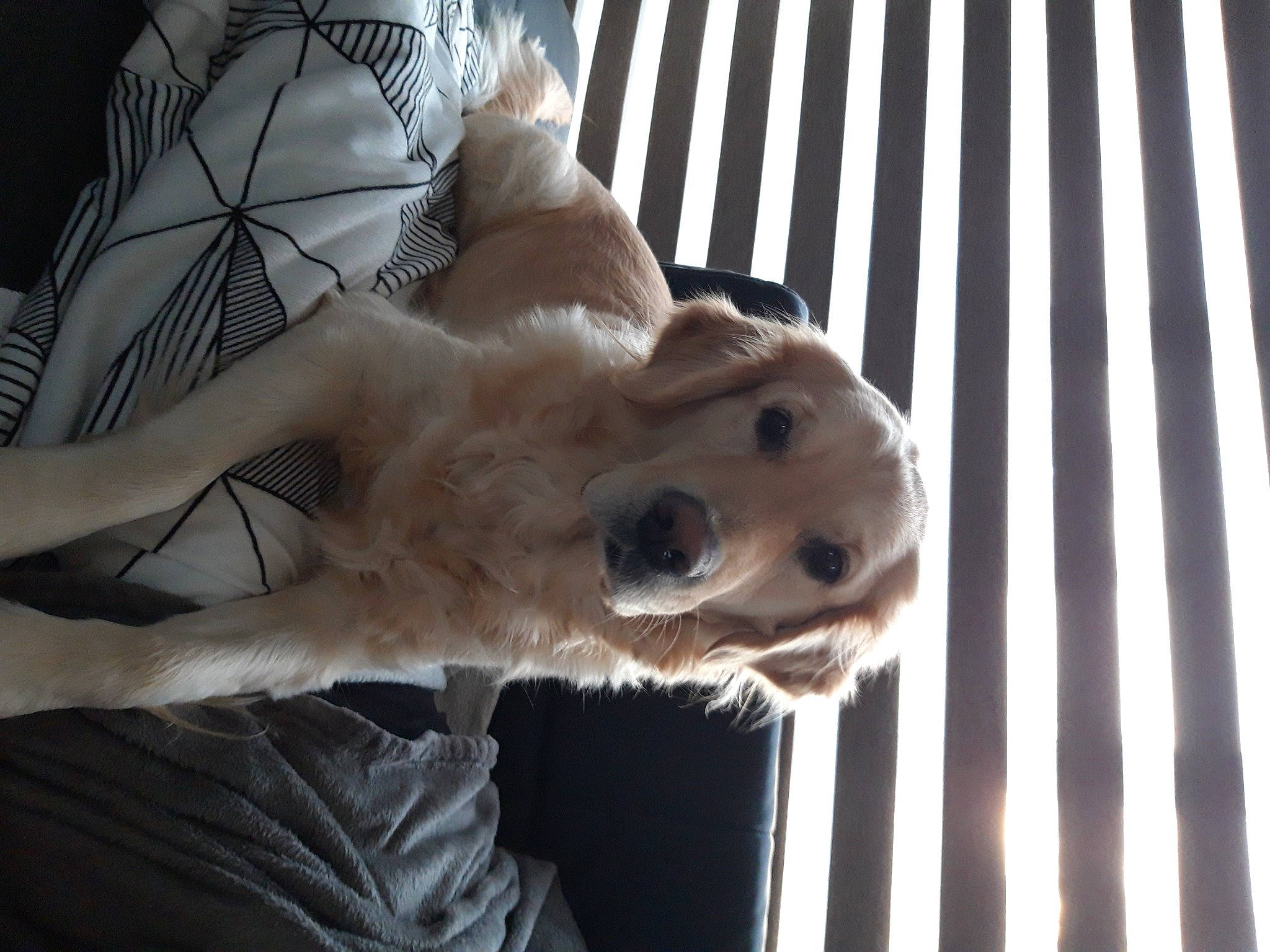 Lily participe au concours pour gagner de l'argent avec cette photo : animal_shelter, canidae, carnivore, collar, companion_dog, dog, dog_breed, dog_supply, fawn, felidae, fur, guard_dog, jaw, paw, pet_supply, snout, sporting_group, tail, terrestrial_animal, whiskers