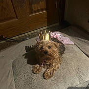 Melody is registered to the contest to win money with this photo: dog, small_dog, crown, costume, pet, indoor, carpet, wooden_door, shadow, brown_dog, fur, cute, animal, laying_down, house, domestic, portrait, adorable, light, shadow_play