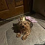 dog, small_dog, crown, costume, pet, indoor, carpet, wooden_door, shadow, brown_dog, fur, cute, animal, laying_down, house, domestic, portrait, adorable, light, shadow_play