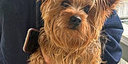 Melody is registered to the contest to win money with this photo: dog, small_dog, fluffy, ears, fur, pet, animal, person, hoodie, hand, outdoor, porch, railing, curious, brown, tan, close_up, holding, casual, calm