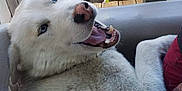 Blizzard is registered to the contest to win money with this photo: dog, husky, blue_eyes, pet, animal, canine, fur, mouth_open, outdoor, bench, wood, porch, happy, tongue, nose, ears, domestic_animal, resting, close_up, smiling