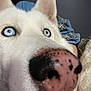 Blizzard is registered to the contest to win money with this photo: dog, close_up, white_dog, blue_eyes, nose, pet, animal, fur, portrait, indoor, muzzle, canine, cute, domestic_animal, whiskers, face, snout, blue_sleeve, pattern, background_blur
