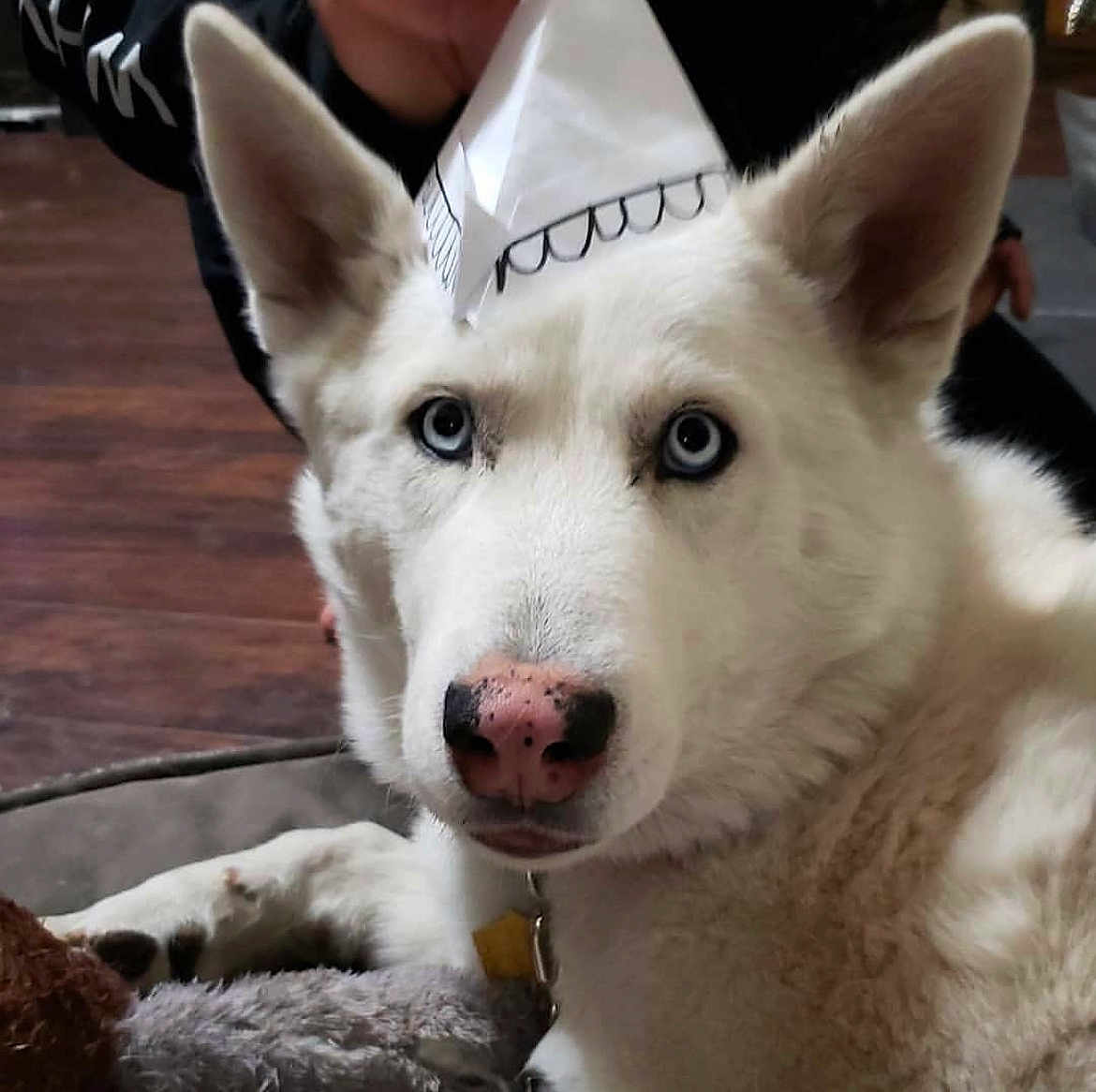 Blizzard joined the competition — help win amazing prizes! dog, white_dog, blue_eyes, paper_hat, indoor, pet, close_up, canine, fur, animal, looking_at_camera, toy, floor, household, portrait, cute, domestic_animal, ears, nose, collar