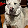 Blizzard is registered to the contest to win money with this photo: dog, white_dog, blue_eyes, indoor, wooden_floor, pet, animal, fur, lying_down, calm, close_up, domestic, mammal, household, companion, portrait, ears, nose, flooring, relaxed