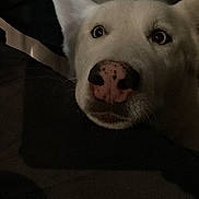 Blizzard is registered to the contest to win money with this photo: dog, close_up, white_dog, nose, pet, animal, indoor, curious, resting, face, ears, dark_background, domestic_animal, snout, fur, looking, canine, portrait, quiet, companion