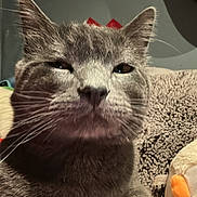 Ghost joined the competition — help win amazing prizes! cat, gray_cat, close_up, pet, animal, whiskers, paw, fur, indoor, cozy, stuffed_toy, blanket, resting, face, ears, cute, domestic_animal, feline, unimpressed, person_arm