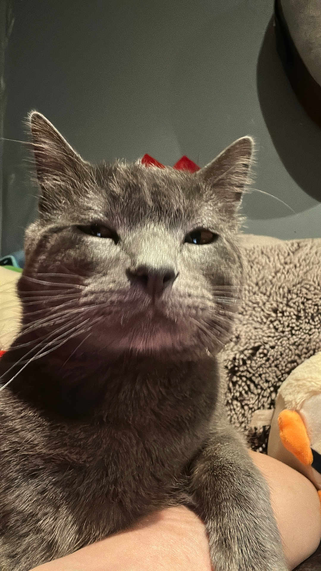Ghost joined the competition — help win amazing prizes! cat, gray_cat, close_up, pet, animal, whiskers, paw, fur, indoor, cozy, stuffed_toy, blanket, resting, face, ears, cute, domestic_animal, feline, unimpressed, person_arm