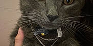 Ghost joined the competition — help win amazing prizes! cat, gray_cat, close_up, pet, animal, jewelry, cross_pendant, necklace, tag, whiskers, fur, hand, holding, indoor, domestic_animal, cute, face, eyes, portrait, feline
