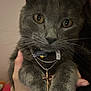 animal, cat, close_up, cross_pendant, cute, domestic_animal, eyes, face, feline, fur, gray_cat, hand, holding, indoor, jewelry, necklace, pet, portrait, tag, whiskers