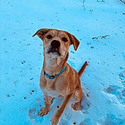 Dolly joined the competition — help win amazing prizes! dog, brown_dog, blue_collar, snow, paw_prints, sitting, looking_up, canine, pet, fur, portrait, outdoors, winter, cold, curious, cute, nose, footprints, field, natural_light