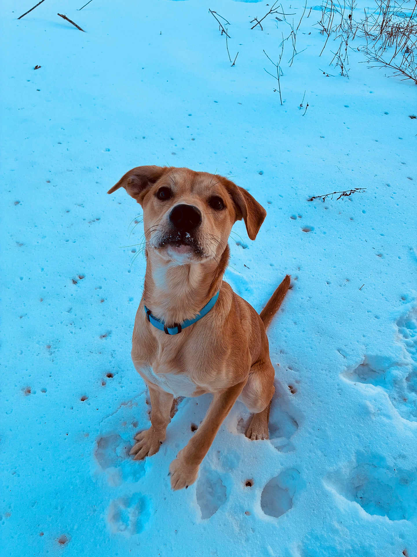 Dolly joined the competition — help win amazing prizes! dog, brown_dog, blue_collar, snow, paw_prints, sitting, looking_up, canine, pet, fur, portrait, outdoors, winter, cold, curious, cute, nose, footprints, field, natural_light