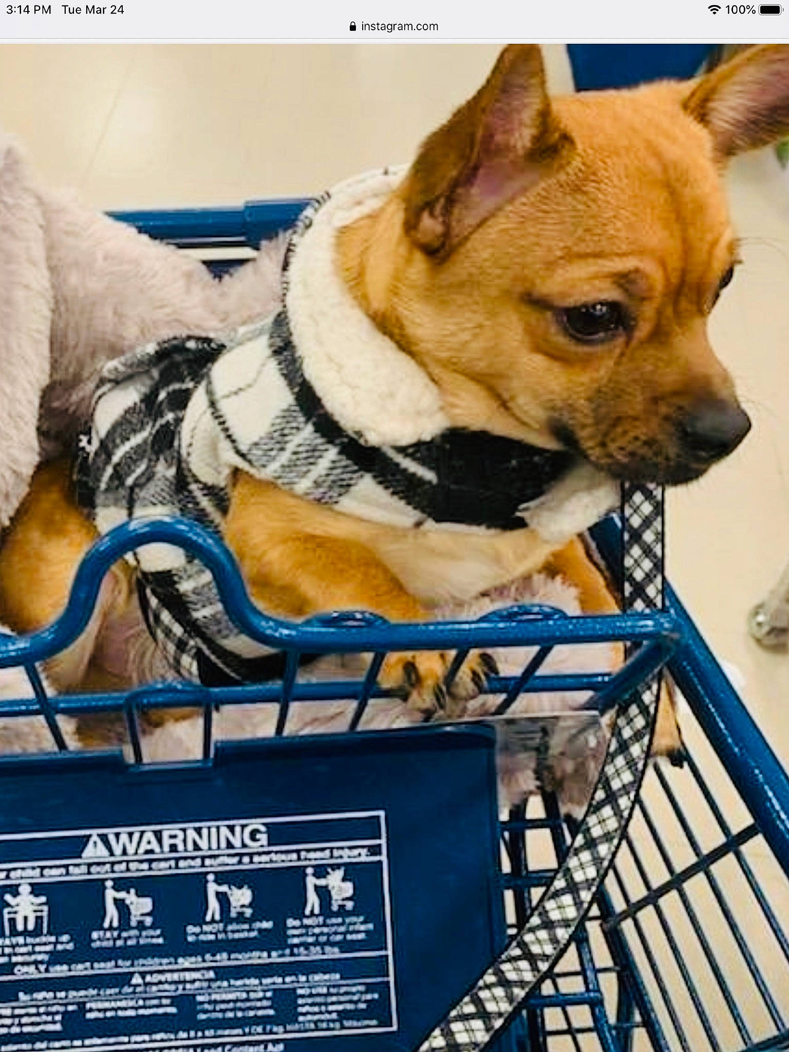 Angus is registered to the contest to win money with this photo: ancient_dog_breeds, animal_shelter, canidae, carnivore, chihuahua, companion_dog, dog, dog_breed, mammal, pembroke_welsh_corgi, photo_caption, puppy, toy_dog, welsh_corgi