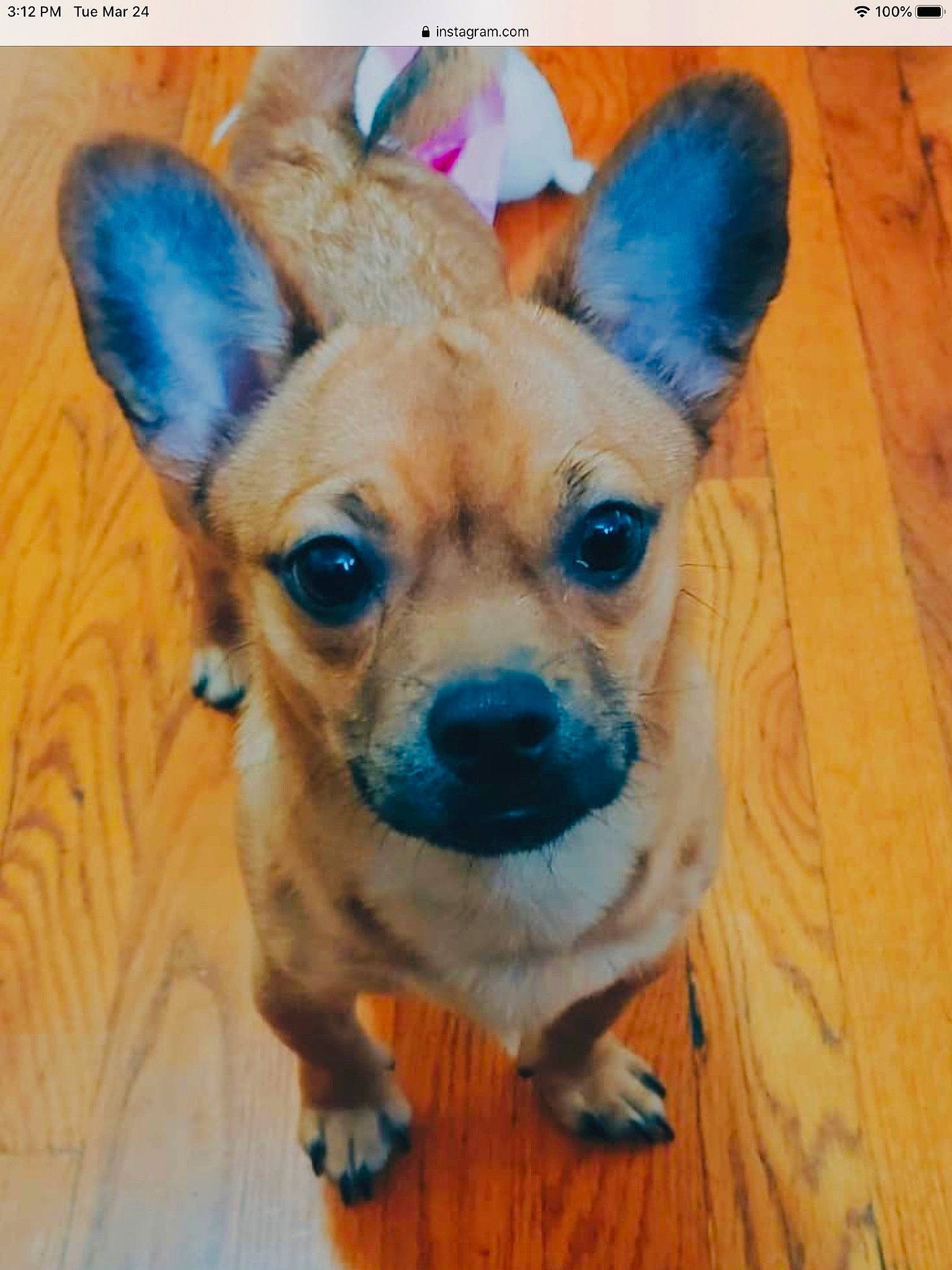 Angus joined the competition — help win amazing prizes! canidae, carnivore, chihuahua, companion_dog, corgi_chihuahua, dog, dog_breed, ear, fawn, mammal, nose, pembroke_welsh_corgi, photo_caption, puppy, snout, sporting_group, toy_dog, vertebrate, welsh_corgi, whiskers