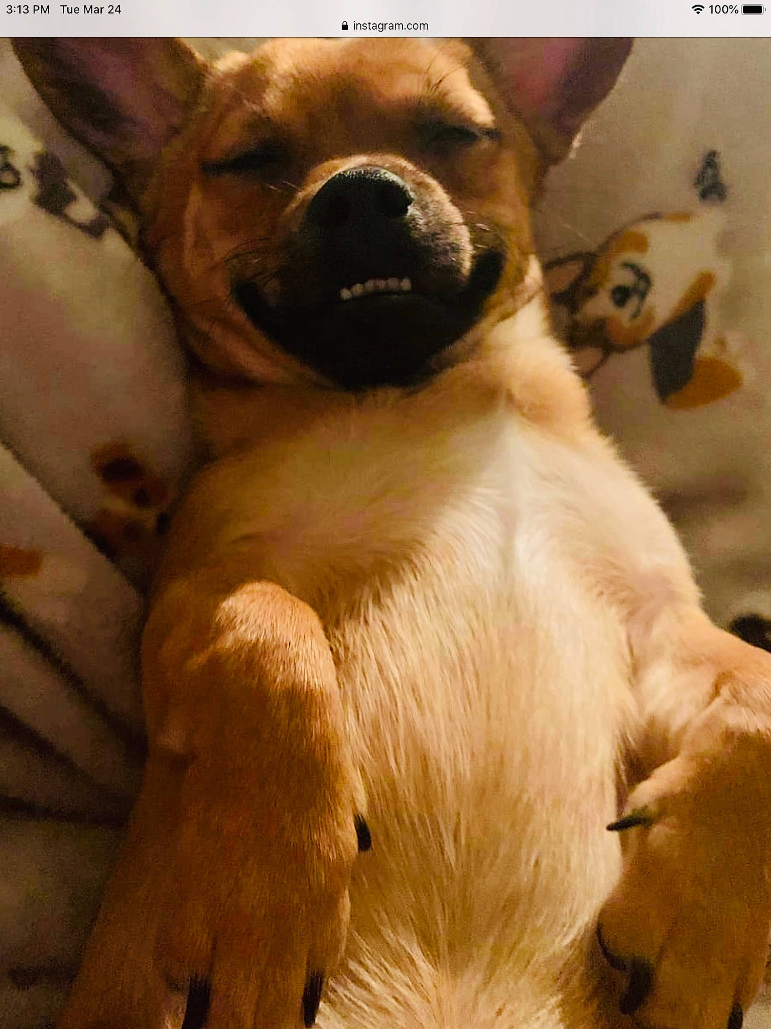 Angus is registered to the contest to win money with this photo: canidae, carnivore, companion_dog, dog, dog_breed, fawn, labrador_retriever, mammal, nose, photo_caption, puppy, puppy_love, snout, sporting_group