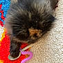 Ume a rejoint le concours — aidez-le/la à gagner de superbes lots ! cat, fluffy, paw, wooden_spoon, purple_toy, toy_worm, colorful_rug, textured_rug, orange_patch, curious, pet, indoor, playing, close_up, animal, feline, soft, cozy, home, fun