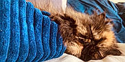 Ume a rejoint le concours — aidez-le/la à gagner de superbes lots ! cat, sleeping, fur, blue_towels, stack, texture, cozy, soft, bed, blanket, rest, indoor, pet, animal, feline, closeup, comfort, relaxation, warmth, home