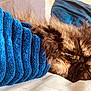 cat, sleeping, fur, blue_towels, stack, texture, cozy, soft, bed, blanket, rest, indoor, pet, animal, feline, closeup, comfort, relaxation, warmth, home