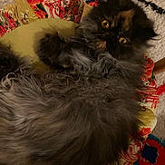 Ume a rejoint le concours — aidez-le/la à gagner de superbes lots ! cat, fluffy, long_hair, amber_eyes, cushion, patterned, colorful, rug, cozy, indoor, pet, relaxed, lying_down, furry, animal, cute, domestic, resting, soft, comfort