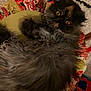 cat, fluffy, long_hair, amber_eyes, cushion, patterned, colorful, rug, cozy, indoor, pet, relaxed, lying_down, furry, animal, cute, domestic, resting, soft, comfort
