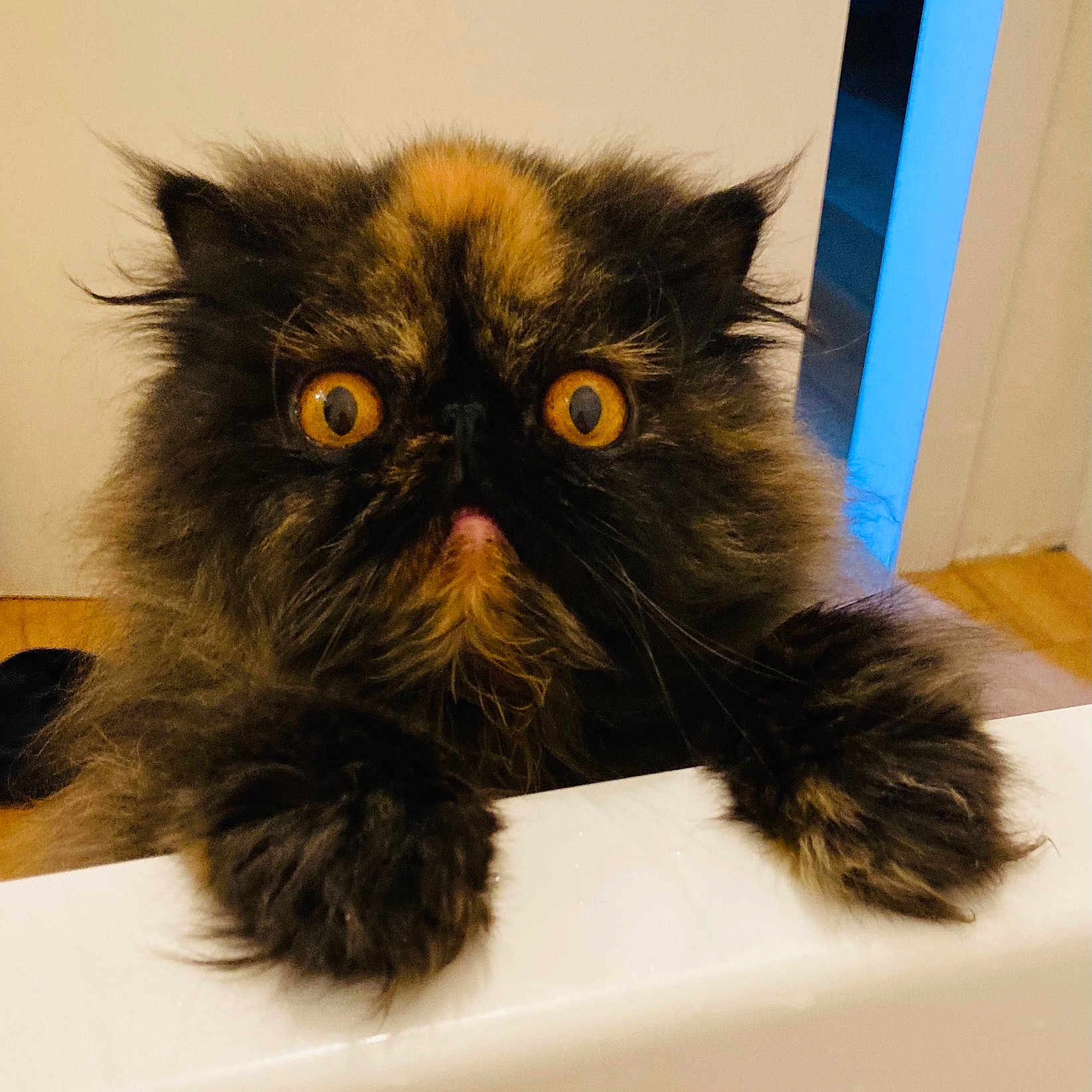 Ume participe au concours pour gagner de l'argent avec cette photo : alert, animal, background, cat, close_up, curious, cute, domestic_animal, expression, face, feline, fluffy, fur, indoor, looking_up, orange_eyes, paws, pet, whiskers, wide_eyes