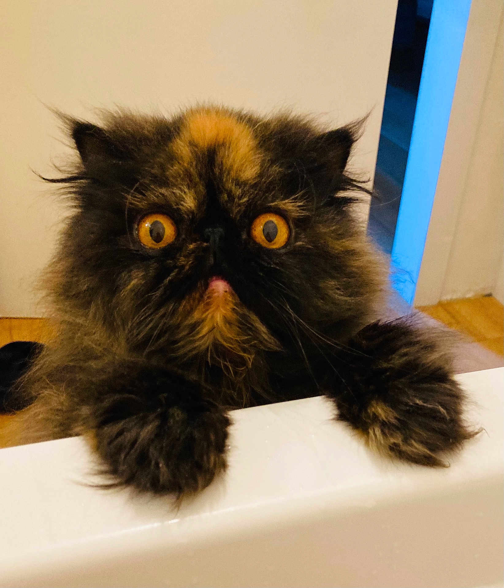 Ume participe au concours pour gagner de l'argent avec cette photo : cat, fluffy, wide_eyes, orange_eyes, curious, indoor, pet, feline, fur, whiskers, paws, close_up, domestic_animal, looking_up, face, animal, cute, alert, expression, background