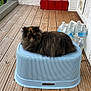 Ume a rejoint le concours — aidez-le/la à gagner de superbes lots ! cat, tortoiseshell_cat, fluffy, stool, wooden_deck, bottled_water, toolbox, outdoor, pet, animal, feline, relaxed, orange_eyes, plastic, home, balcony, daylight, texture, resting, domestic