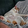 Scylla participe au concours pour gagner de l'argent avec cette photo : cat, calico_cat, sleeping, relaxed, lounging, belly_up, paws, toe_beans, pink_paw_pads, fur, white_fur, orange_patches, brown_patches, pet, indoor, blanket, cushion, cozy, hand, portrait