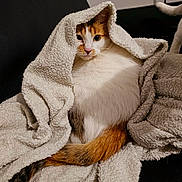 Scylla a rejoint le concours — aidez-le/la à gagner de superbes lots ! cat, orange_cat, white_cat, calico_cat, pet, animal, blanket, cozy, cuddled, couch, indoors, portrait, close_up, fur, whiskers, tail, sitting, relaxed, cute, sleepy
