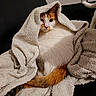 cat, orange_cat, white_cat, calico_cat, pet, animal, blanket, cozy, cuddled, couch, indoors, portrait, close_up, fur, whiskers, tail, sitting, relaxed, cute, sleepy