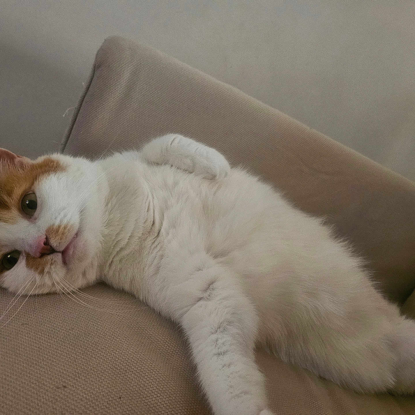 Scylla participe au concours pour gagner de l'argent avec cette photo : cat, white_cat, orange_patches, fur, feline, pet, animal, lounging, lying_down, relaxed, cushion, chair, indoor, portrait, closeup, whiskers, ears, eyes, pink_nose, cozy