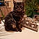 Minou