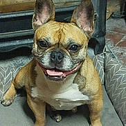 Lady a rejoint le concours — aidez-le/la à gagner de superbes lots ! dog, french_bulldog, pet, animal, indoor, fireplace, bed, cushion, happy, panting, ears, nose, fur, tongue, smiling, cozy, home, floor, relaxed, companion