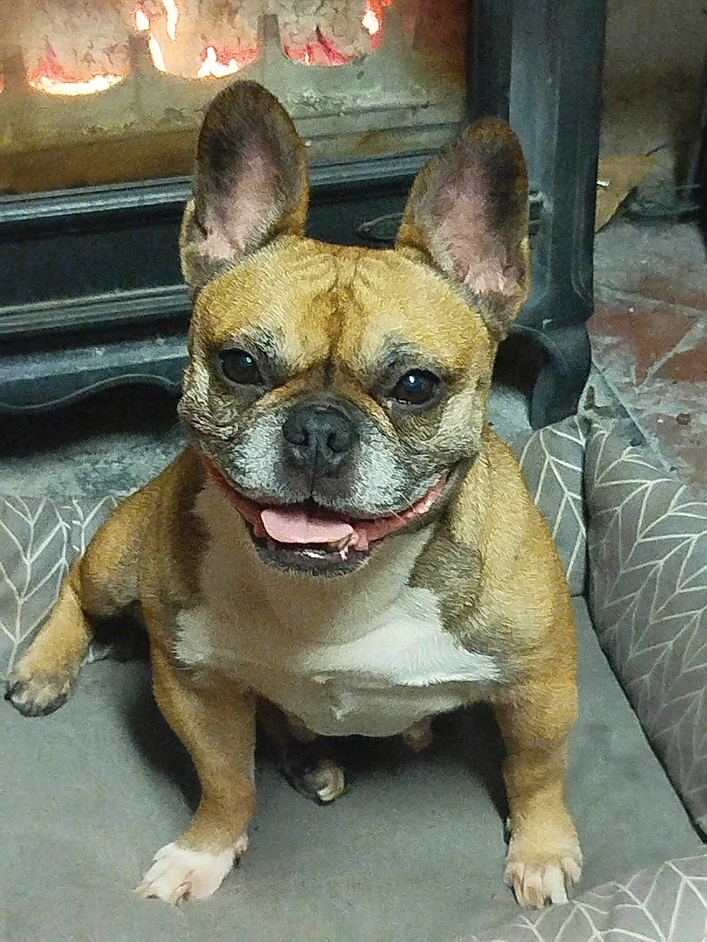 Lady