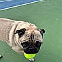 Fozzy joined the competition — help win amazing prizes! dog, pug, tennis_ball, pet, animal, outdoor, tennis_court, green_surface, blue_surface, playful, cute, fur, canine, muzzle, ears, whiskers, eyes, snout, paw, closeup