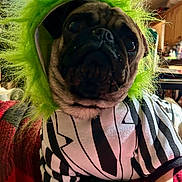 Fozzy is registered to the contest to win money with this photo: dog, pug, costume, green_hood, striped_outfit, pet, indoor, blanket, red_blanket, animal, cute, furry, small_dog, portrait, looking_up, cozy, household, living_room, furniture, close_up