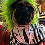 dog, pug, costume, green_hood, striped_outfit, pet, indoor, blanket, red_blanket, animal, cute, furry, small_dog, portrait, looking_up, cozy, household, living_room, furniture, close_up