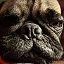 Fozzy is registered to the contest to win money with this photo: dog, pug, close_up, face, wrinkles, nose, fur, sleepy, pet, animal, texture, resting, cute, adorable, indoor, soft_lighting, orange_fabric, red_fabric, portrait, expression