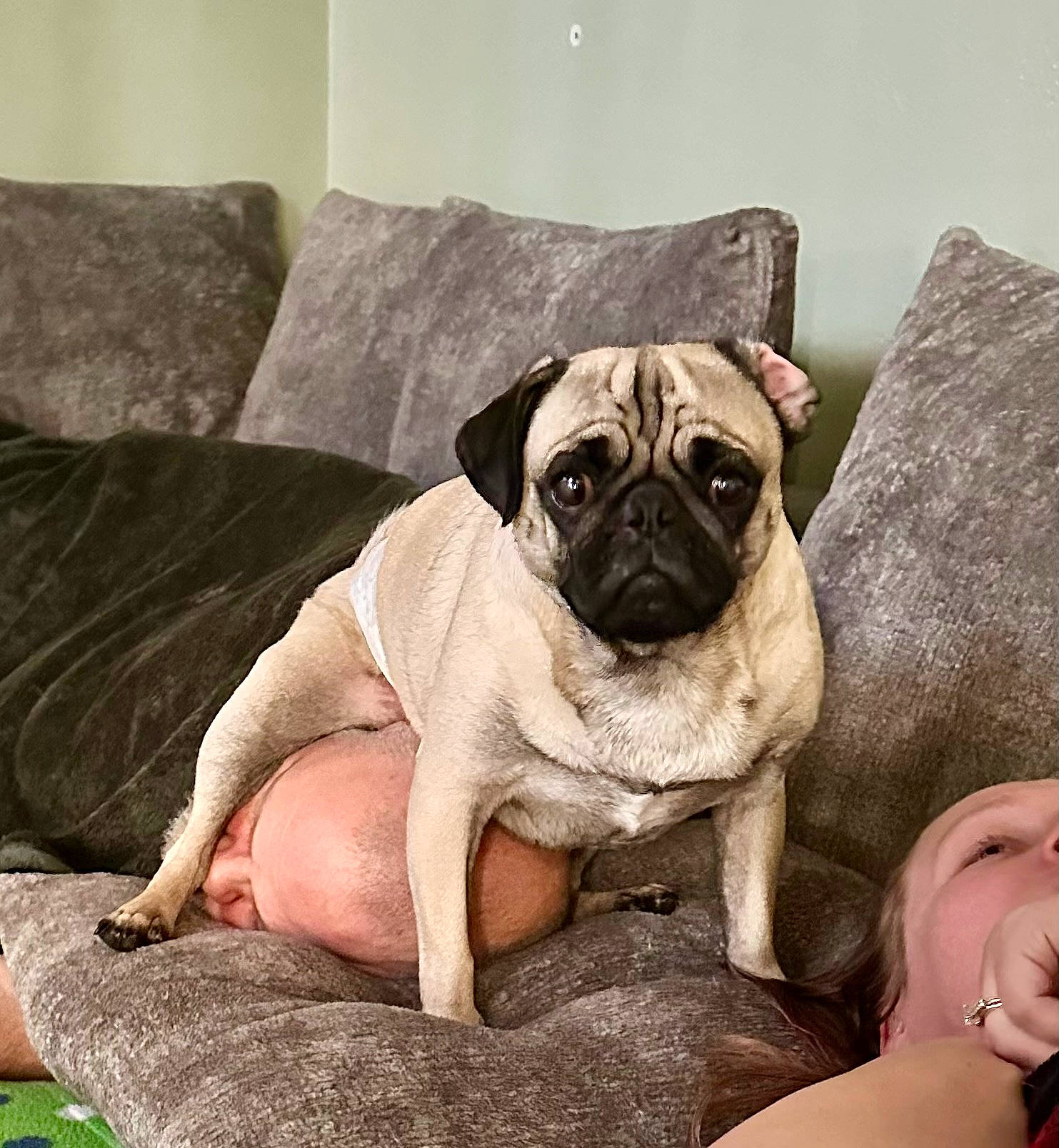 Fozzy joined the competition — help win amazing prizes! animal, casual, comfort, companion, couch, dog, domination, face, funny, fur, head, home, indoor, living_room, man, pet, pug, relaxing, sofa, woman