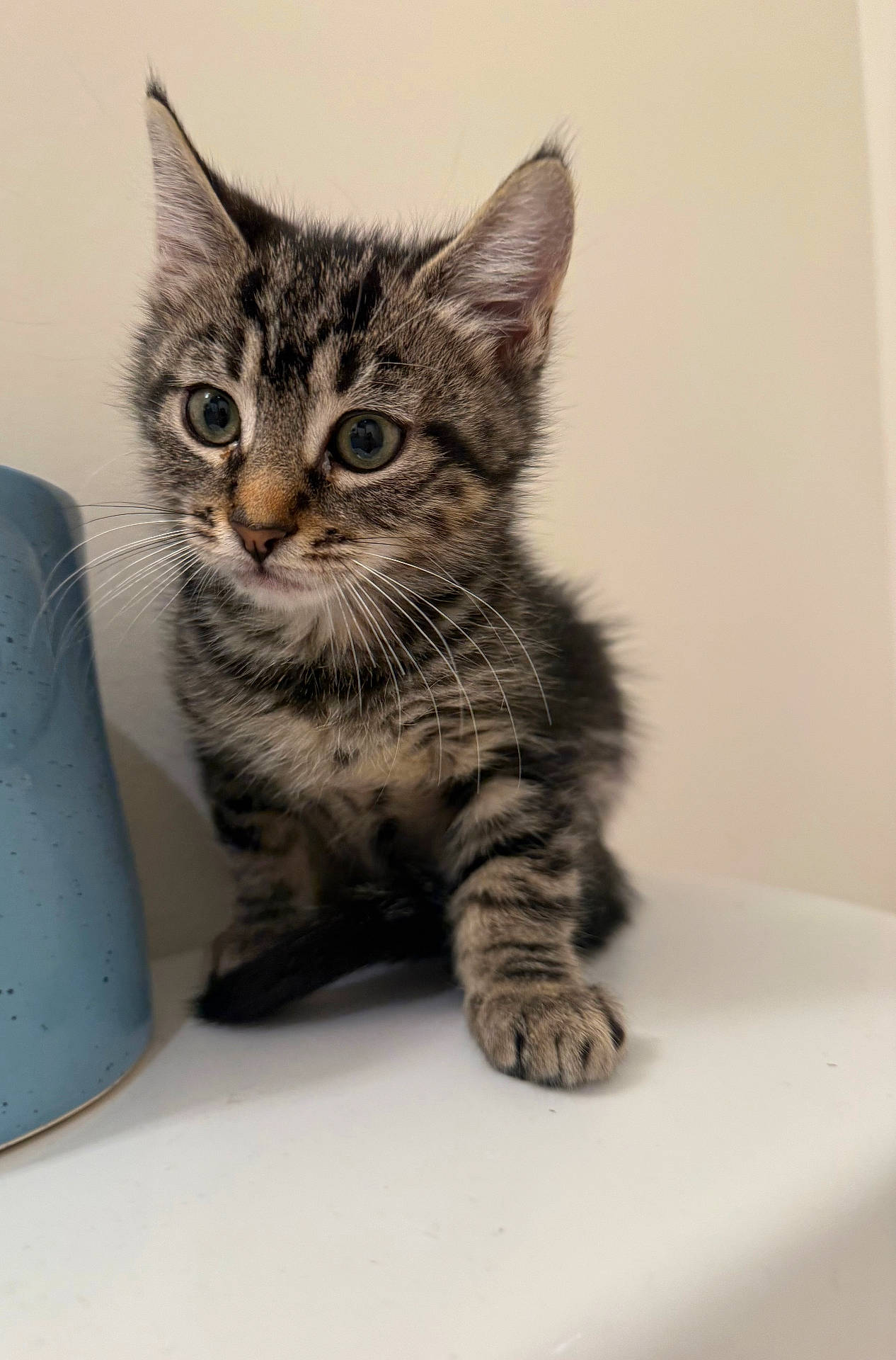 Luna is registered to the contest to win money with this photo: animal, cat, closeup, curious, cute, domestic, ears, feline, fur, indoor, kitten, looking, paw, pet, portrait, sitting, small, tabby, whiskers, young