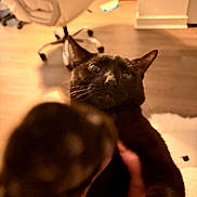 Naero is registered to the contest to win money with this photo: animal, black_cat, blurred_foreground, cat_paw, chair, close_up, cozy, curious, domestic, feline, furniture, household, indoor, mammal, paw, pet, playful, warm_lighting, whiskers, wooden_floor