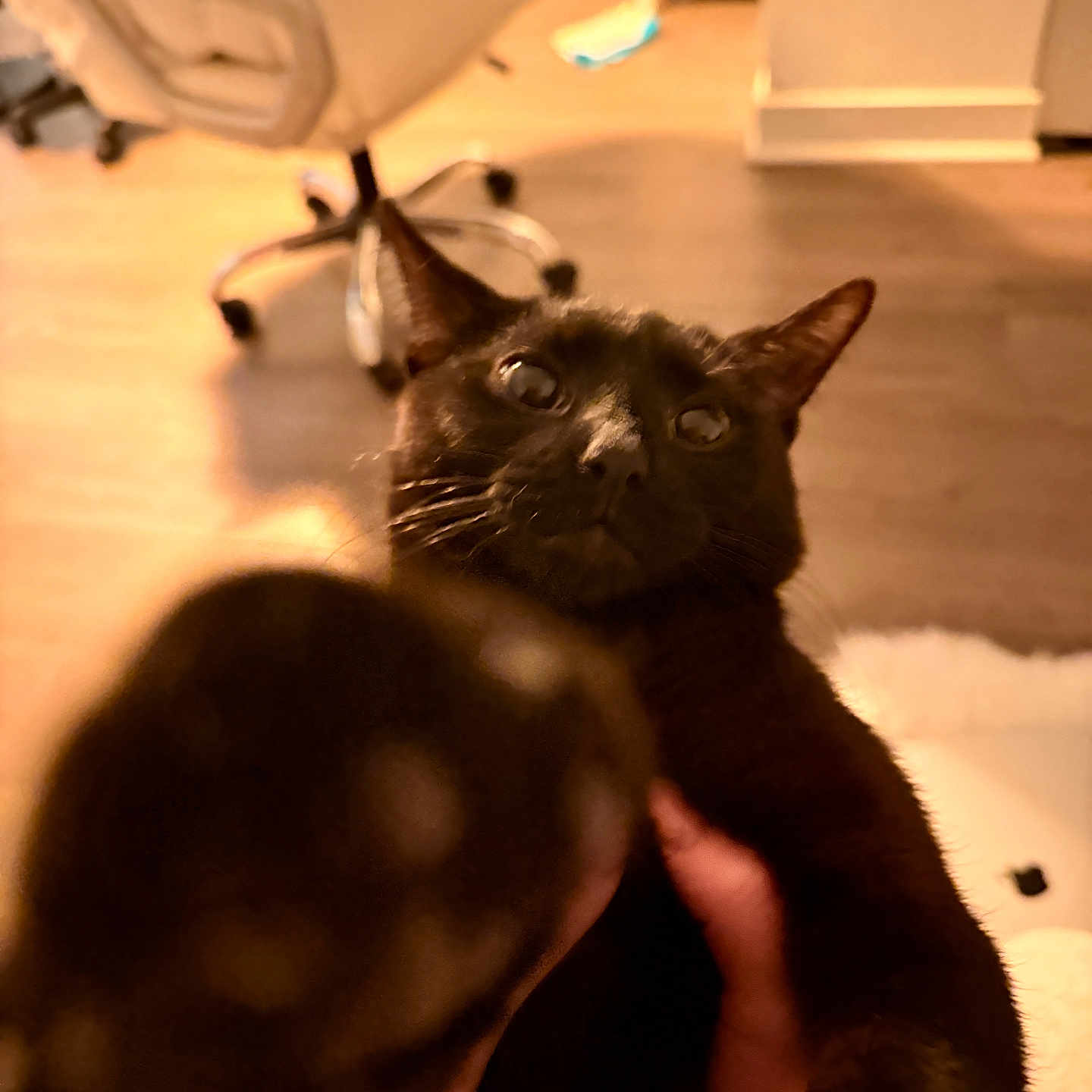 Naero is registered to the contest to win money with this photo: animal, black_cat, blurred_foreground, cat_paw, chair, close_up, cozy, curious, domestic, feline, furniture, household, indoor, mammal, paw, pet, playful, warm_lighting, whiskers, wooden_floor