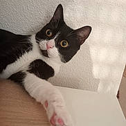 Alba a rejoint le concours — aidez-le/la à gagner de superbes lots ! cat, black_and_white, pet, paw, whiskers, curious, indoor, close_up, feline, pink_paw_pads, tabby, animal, looking, cute, domestic_animal, resting, fur, mammal, texture, wall