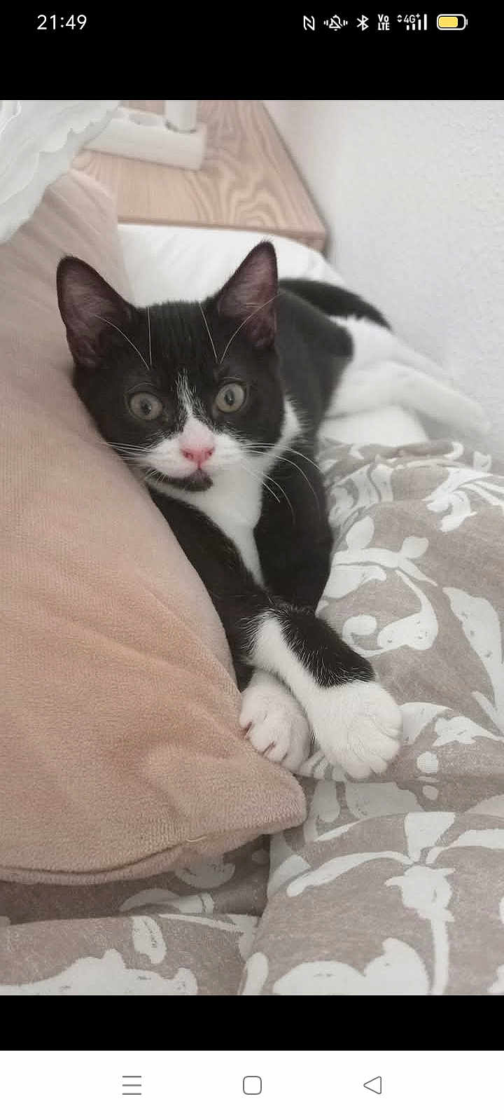 Alba participe au concours pour gagner de l'argent avec cette photo : cat, kitten, black_and_white, animal, pet, feline, indoors, bed, pillow, blanket, resting, cute, curious, whiskers, ears, nose, paw, lying_down, cozy, comfortable