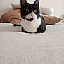 cat, tuxedo_cat, bed, pillows, indoor, feline, pet, resting, domestic, cozy, white, black, fur, animal, mammal, cute, eyes, whiskers, relaxed, household
