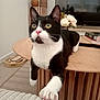 cat, tuxedo_cat, pet, indoor, table, paw, curious, yellow_eyes, pink_nose, living_room, plant, television, books, wooden_table, furniture, cozy, home, animal, whiskers, soft_surface